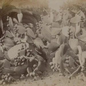 Opuntia cactus (Prickly-pear) with two small palms in background