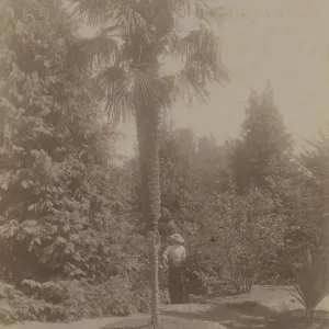 Montecito 'Tropical Garden'