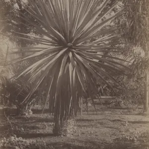 Montecito 'Tropical Garden'