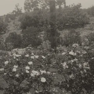 Historic photo of Hay Hill, Torocado Ranch