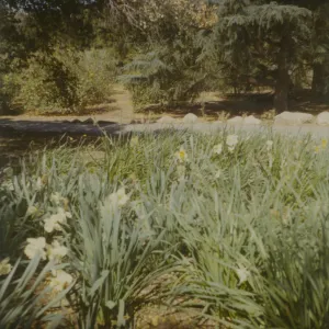 Historic photo of Hay Hill, Torocado Ranch, daffodils