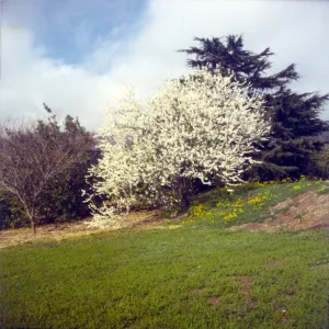 Historic photo of Hay Hill, flowering peach tree