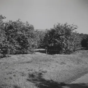 Historic photo of Hay Hill
