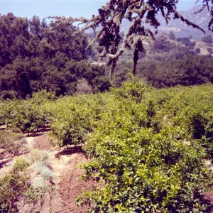 Historic photo of Hay Hill