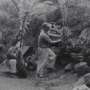 Redwood Slope, planting of Woodwardia fimbriata