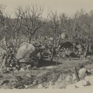 Lower part of the Arroyo & Ceanothus Sections, after 1919 fire