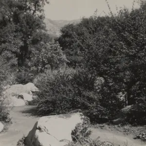 Ceanothus Section, 1939
