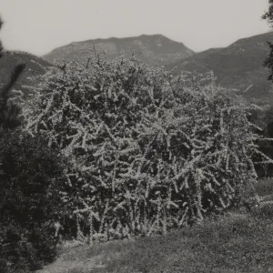 Ceanothus megacarpus var. pendulus, 1938