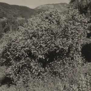 Ceanothus sorediatus, 1937