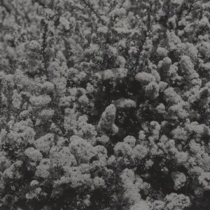 Ceanothus ramulosus, 1939