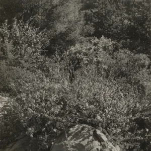 Ceanothus ramulosus, 1937