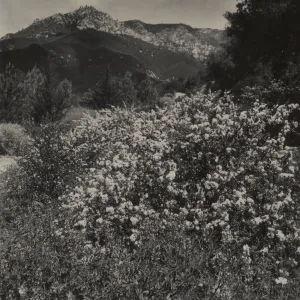 Ceanothus verrucosus, 1937