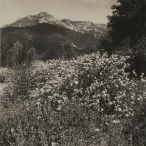 Ceanothus verrucosus, 1937