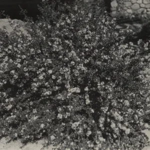 Ceanothus verrucosus, 1939 