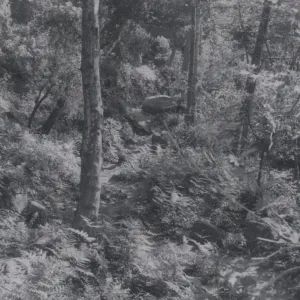 Mission Canyon, viewed from the top of Mission Dam, 1955