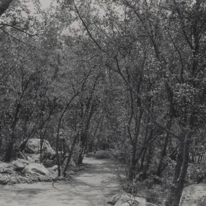 SBBG Canyon Trail, Mission Canyon