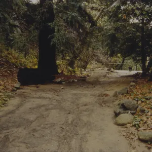 mud flow in Redwood Section after flooding rainfall, 1995