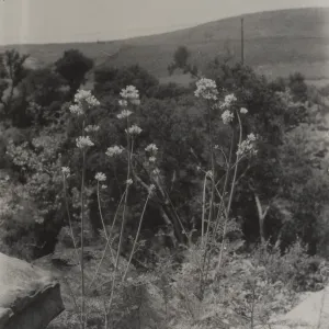 view of west slope of Mission canyon from edge of canyon