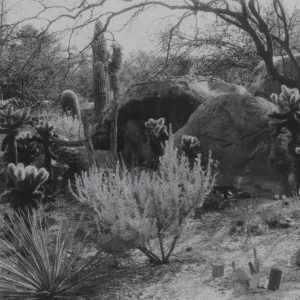Desert Section, 1958