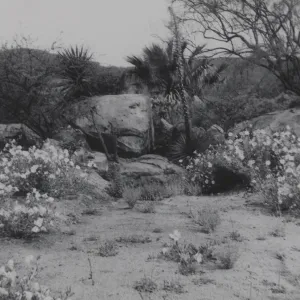 Desert Section, 1951