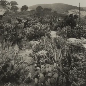 Desert Section, 1937