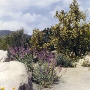 Desert Section, 1959