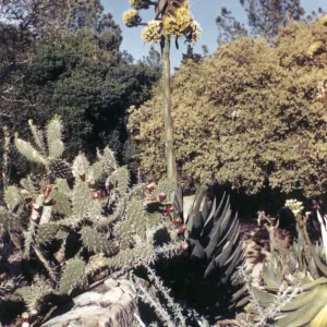 Agave (Century Plant) inflorescence, Desert Section, 1959
