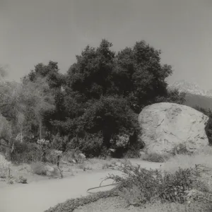 Blaksley Boulder (Coastal Live Oak)