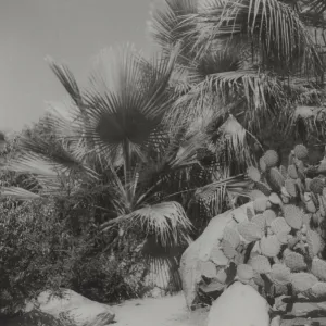 Desert Section