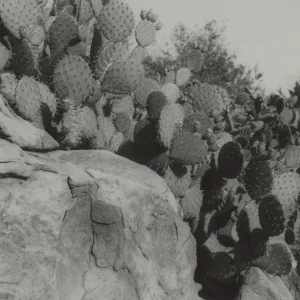 cactus in the Desert Section (Prickly-pear)