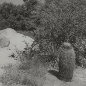 Desert Section