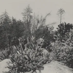 Desert Section