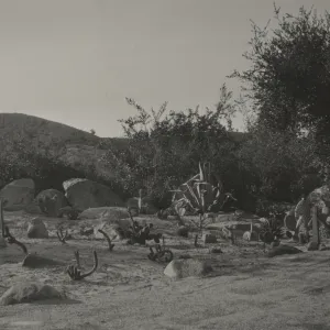 new planting in Desert Section, 1938