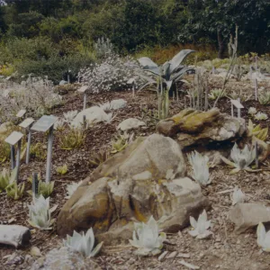 new Dudleya (liveforevers) display, 1993