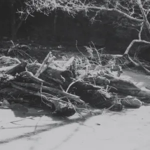 flood debris collected at the top of Mission Dam, 1969