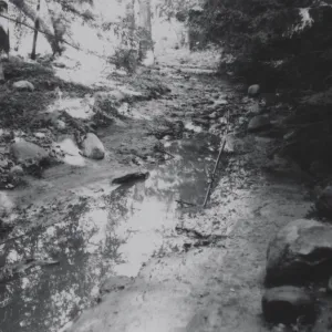 flood damaged Redwood Section, 1969