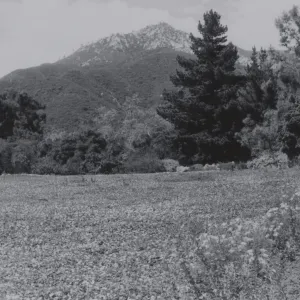 Meadow, 1950's