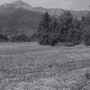 Meadow, 1950's
