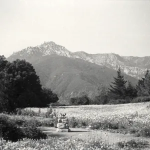 expanse of flowers in Meadow with La Cumbre Peak in background, 1940's