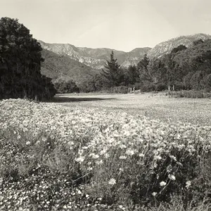 Coreopsis border in bloom, strawberry Meadow, 1945