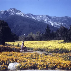 Meadow in bloom, 1948