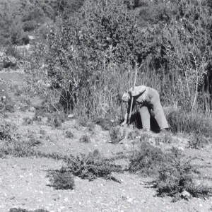 Grounds staff in the Meadow, 1953