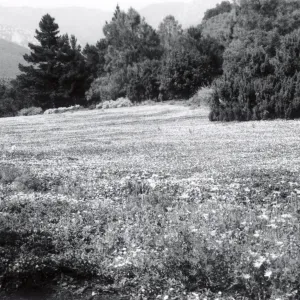 Meadow, 1958