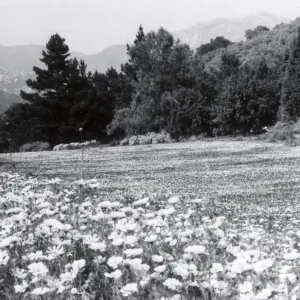 Meadow, 1958