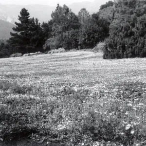 Meadow in bloom, 1958