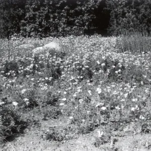 flowers in the Meadow, 1958