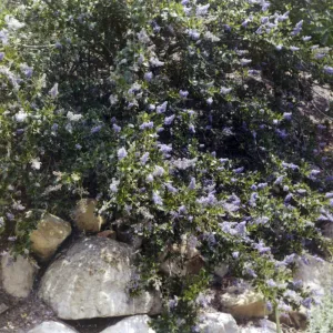 Ceanothus (California Lilac)