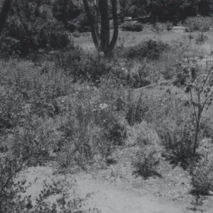Meadow View garden