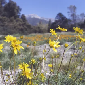 Coreopsis in bloom, Meadow