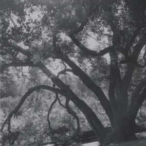 Meadow Oaks (Coastal Live Oak)